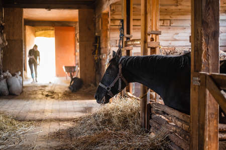 In the wooden stable on the ranch, lunch begins, the owner distributes hay to his horsesの写真素材