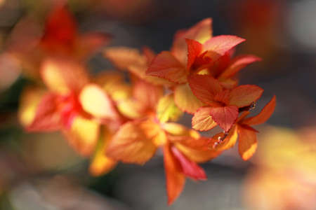 Autumn beautiful red leaves