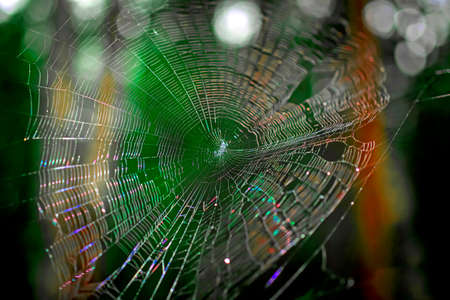 Rainbow web on the tree in autumn forest