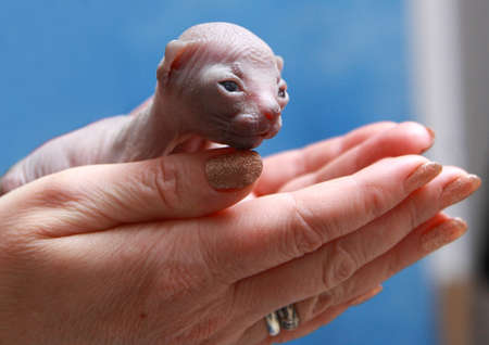 Women's hands holding a newborn kitten of the canadian Sphynx, which is carefully inspected.の写真素材
