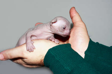A newborn kitten of the canadian Sphynx male handsの写真素材