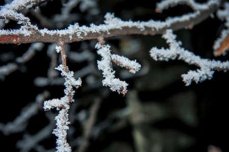 Macro mode. On a dark background of branches of trees, they bear the snow.の写真素材
