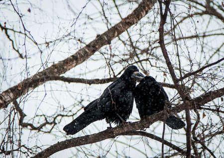 Two ravens sit and kiss on a tree branch in winterの写真素材