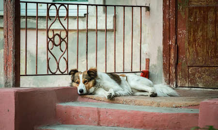 A lonely dog lies near the entrance to the old house.