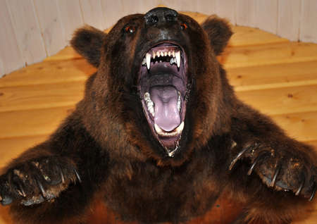 On the wall hangs a stuffed bear head with an open mouth.の写真素材