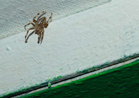 A spider sits in the corner of the veranda ceiling.の写真素材