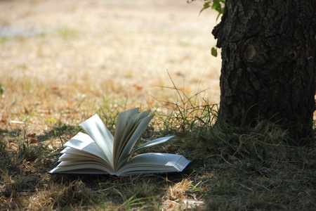 Book near a treeの写真素材