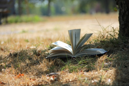 Book near a treeの写真素材
