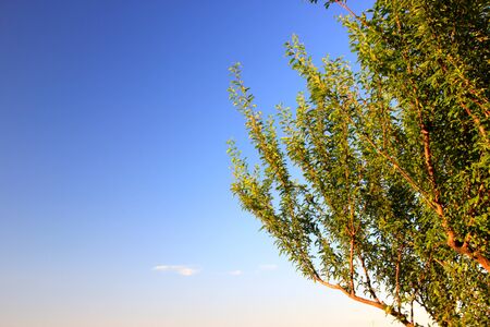 Sky and treeの写真素材
