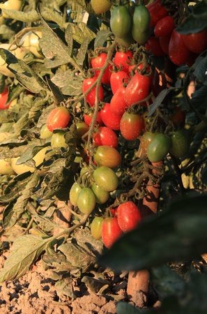 Detail of the cultivation of tomatoes in the garden.の写真素材