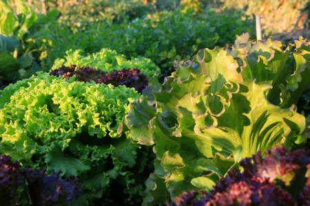 Detail of cultivation in the garden salad.の写真素材