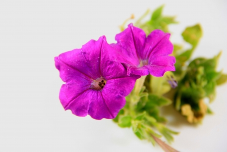 Two purple flowers with pistils and white backgroundの写真素材