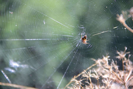 A closeup view of a spider in the webの写真素材