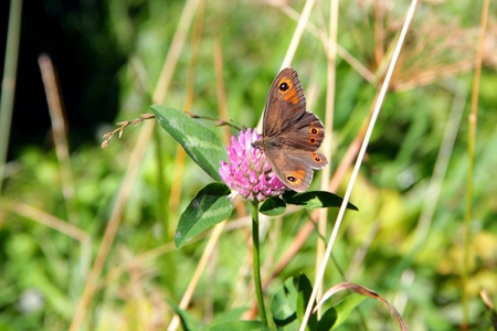 A closeup view of a butterfly on a flowerの写真素材