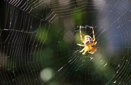 A closeup view of a spider in the webの写真素材