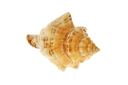 An isolated caute seashell with white backgroundの写真素材