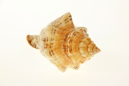 An isolated caute seashell with white backgroundの写真素材