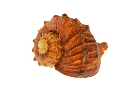 An isolated caute seashell with white backgroundの写真素材