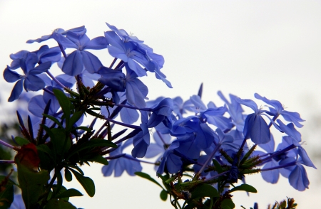 A colorfull view of beautifull indigo flowerの写真素材