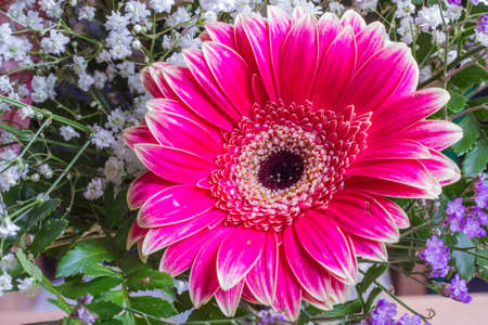 A colorfull view of beautifull pink flower
