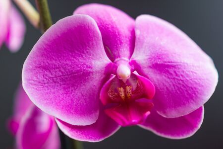 Purple flowerの写真素材