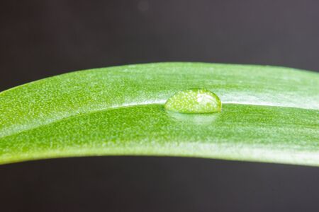Drop on leafの写真素材