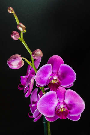 Purple flowerの写真素材