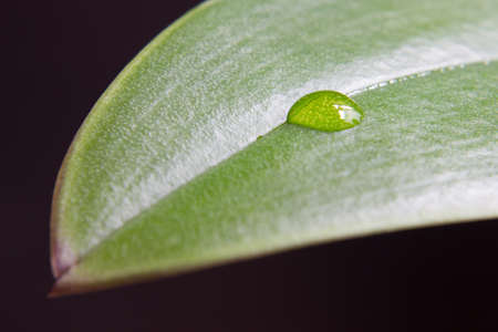 Drop on leafの写真素材