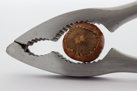 A close up view of a nutcracker crushing a hazelnutの写真素材