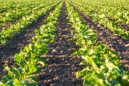 Lanscape of cultivated fieldsの写真素材
