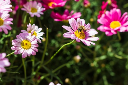 Close up view of same colorful flowers  with beeの写真素材