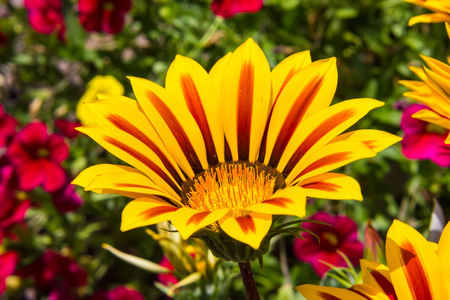 Close up view of same colorful flowersの写真素材
