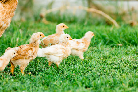 chicksの写真素材