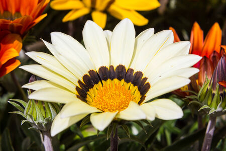 Close up view of same colorful flowersの写真素材