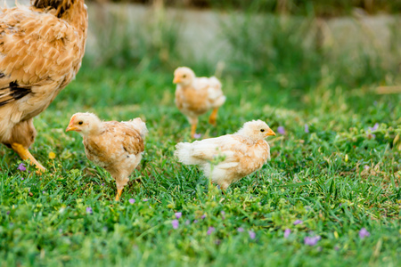 chicksの写真素材