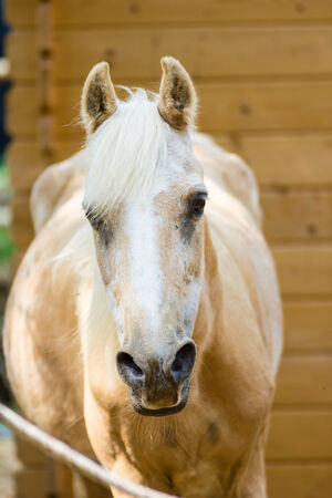 Horseの写真素材