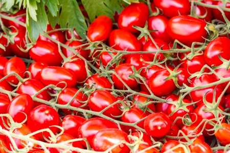 Tomatoesの写真素材