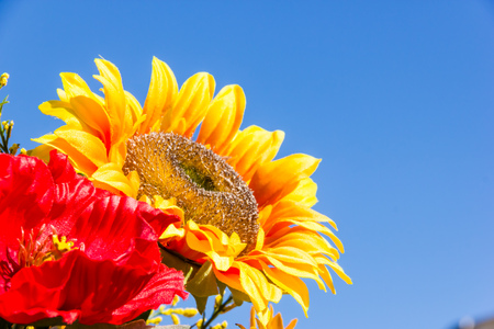 Sunflowerの写真素材