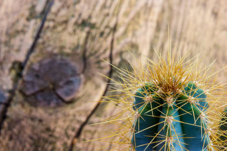Cactus plant with thornsの写真素材