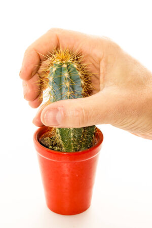 Cactus plant with thornsの写真素材