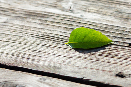 Leaf の写真素材