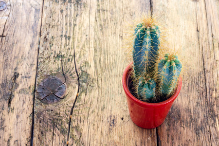Cactus plant with thornsの写真素材