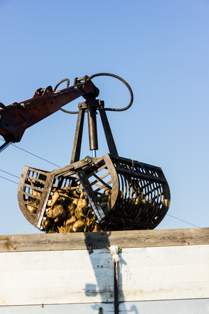 beetsの写真素材