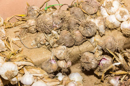 Garlicの写真素材