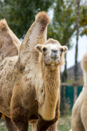 Camelの写真素材