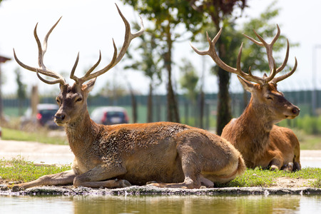 Beautiful deerの写真素材