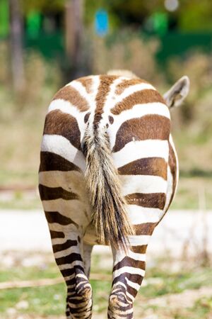 zebraの写真素材