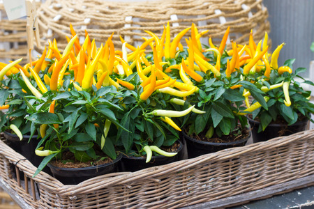 Pepper plantsの写真素材