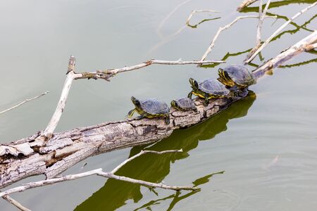 Freshwater turtlesの写真素材