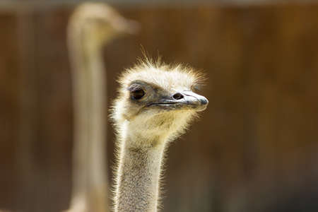 Ostrichの写真素材